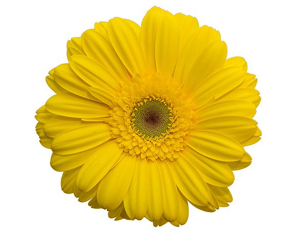 GERBERA PANAMA >10 CM DIAM <050 CM AMARELO