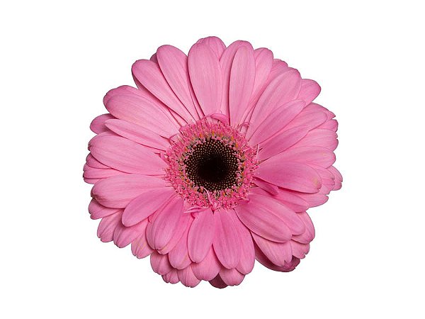 GERBERA SHANICE < 050 CM > 10 CM DIAM