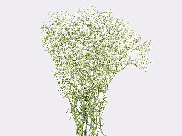 GYPSOPHILA DYNAMIC LOVE 070 CM MIN 250 GRAMAS
