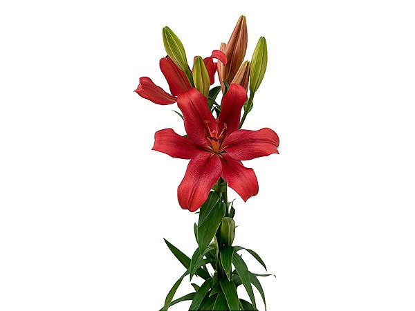 LIRIO LA POKERFACE 080 CM HT 2/3 FLS VERMELHO