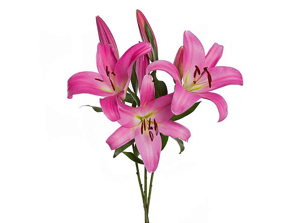 LIRIO MALDANO 080 CM HT 2/3 FLS ROSA