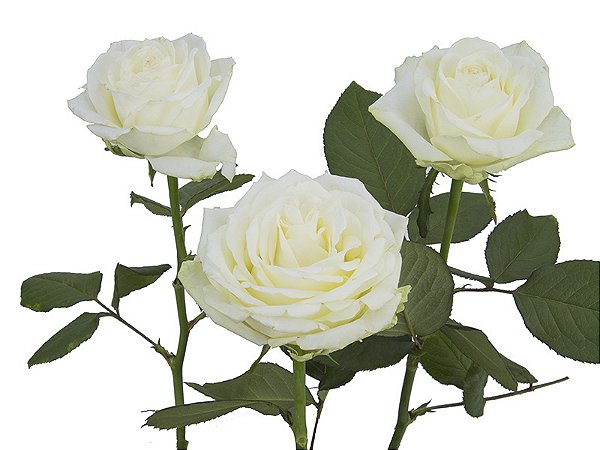 ROSA AVALANCHE 040 CM ESTUFA