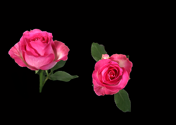 ROSA CANDY AVALANCHE 040 CM ESTUFA