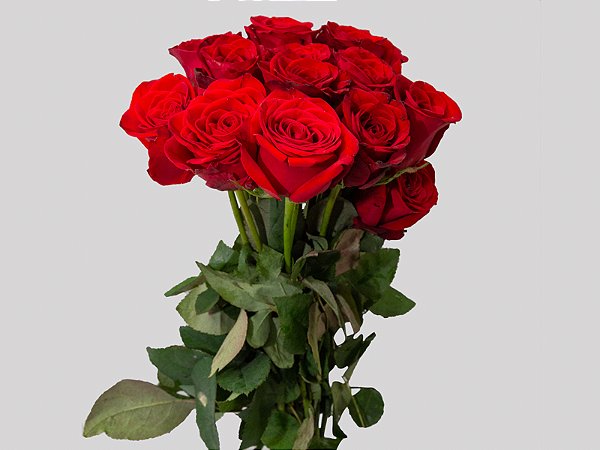 ROSA FREEDOM 060 CM ESTUFA