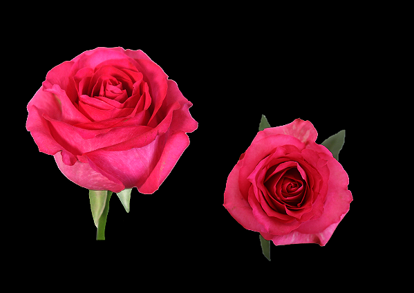 ROSA IVY 050 CM ESTUFA