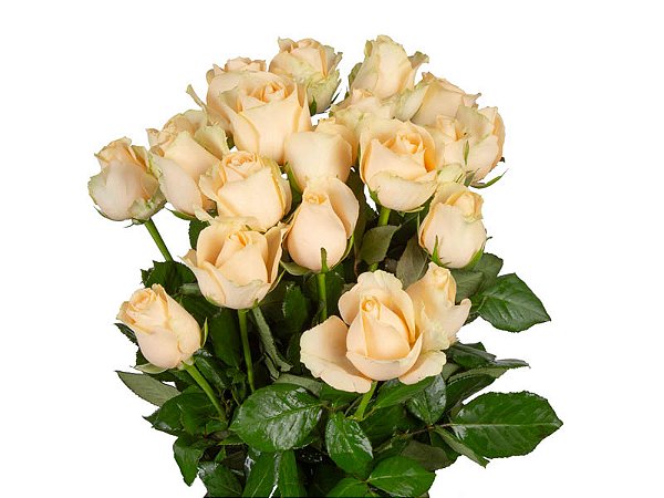 ROSA PEACH AVALANCHE 050 CM ESTUFA