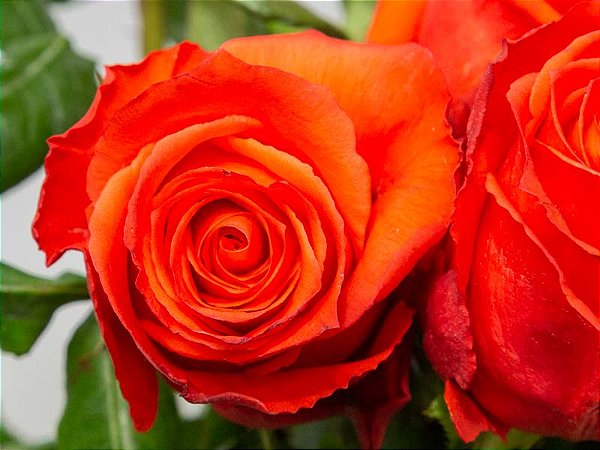 ROSA ROCKSTAR 040 CM ESTUFA