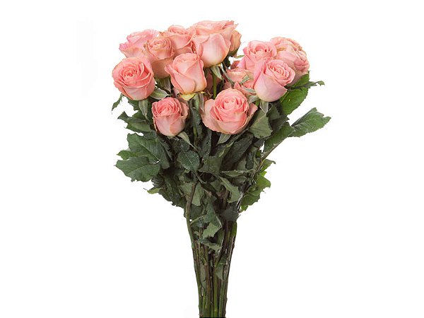 ROSA SOPHIA LOREN 060 CM ESTUFA