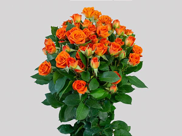 ROSA SPRAY BABE 040 CM