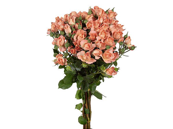 ROSA SPRAY CORAL BUBBLES 050 CM