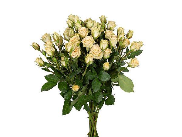 ROSA SPRAY CRETA 040 CM