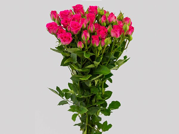 ROSA SPRAY PINK YO-YO 050 CM PINK