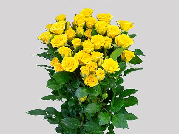 ROSA SPRAY YELLOW BABE 040 CM