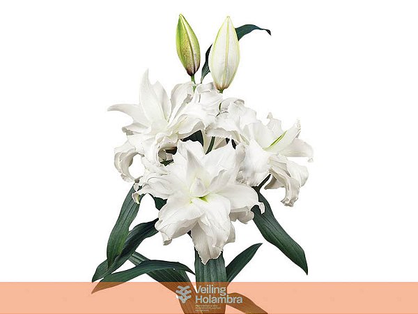 LIRIO ROSELILY ANGELA 060 CM DOBRADO HT 3/5 FLS BRANCO