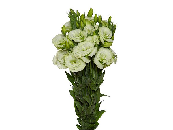 LISIANTHUS ARENA III GREEN 070 CM MIN 500 GRAMAS