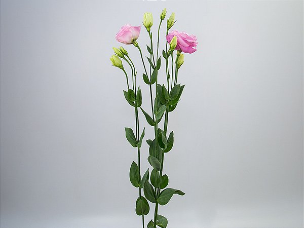 LISIANTHUS ARENA PINK 070 CM MIN 500 GRAMAS ROSA