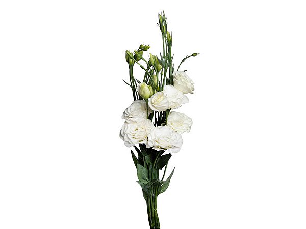 LISIANTHUS BRANCO 070 CM MIN 500 GRAMAS