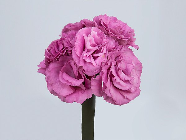 LISIANTHUS FLOR ROSA