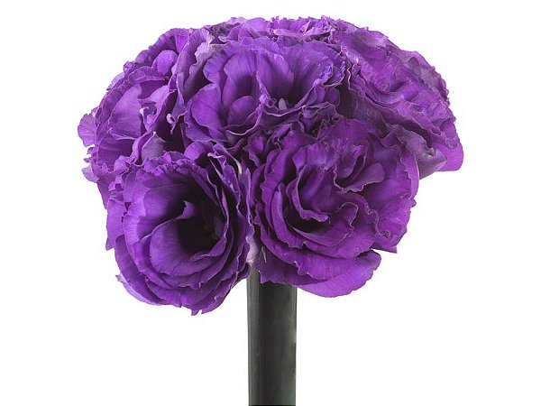 LISIANTHUS FLOR ROXO
