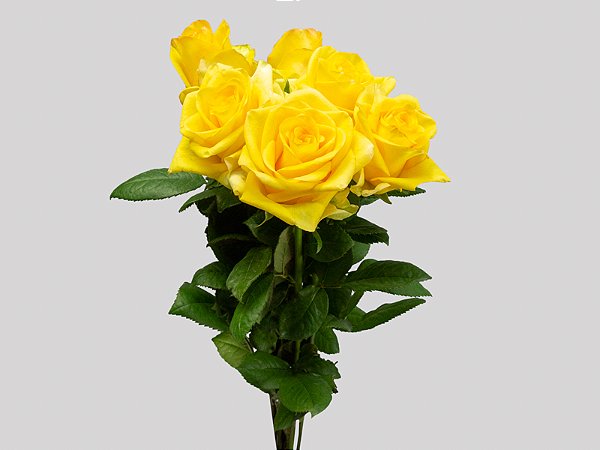 ROSA DEJA VU 040 CM ESTUFA