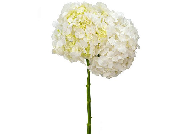 HORTENSIA FORCE 060 CM BRANCO