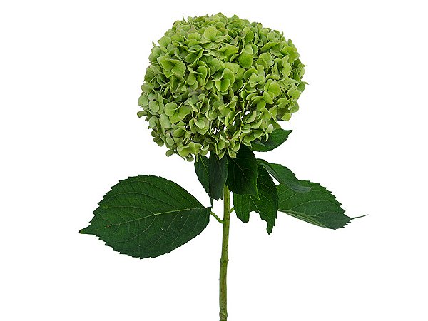 HORTENSIA FORCE 040 CM VERDE