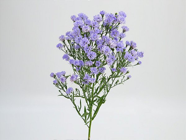 ASTER DOBRADO PLUS 070 CM MIN 20 GRAMAS LILAS