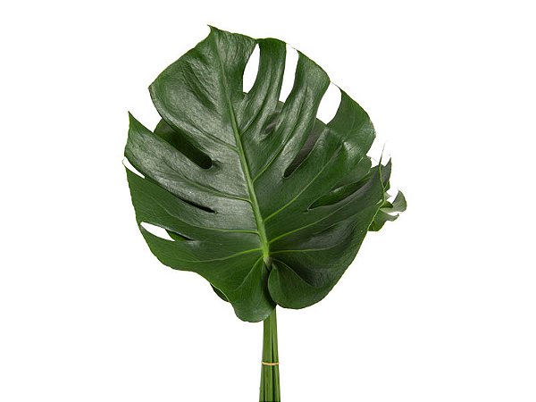 FOLHAGEM MONSTERA DELICIOSA P