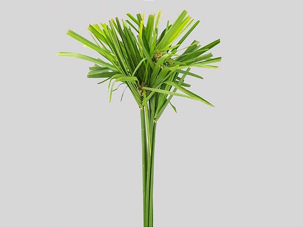 FOLHAGEM PAPIRUS CHINES