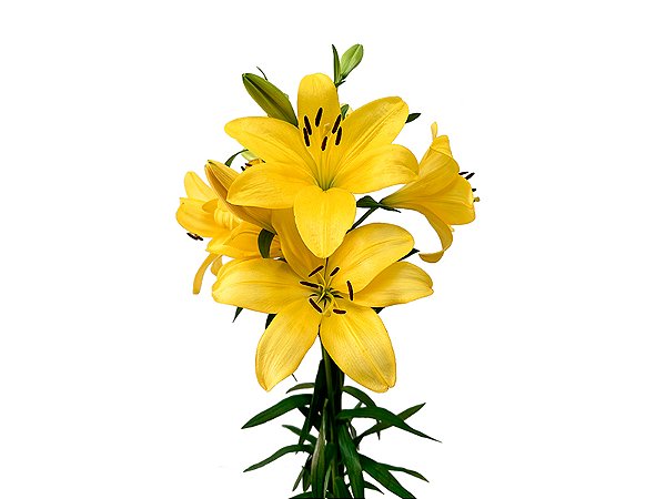 LIRIO EL DIVO 080 CM HT 2/3 FLS