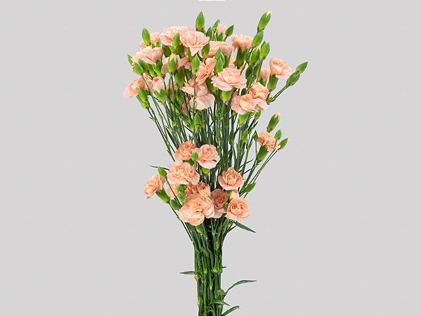 CRAVO SPRAY CHAMPAGN 060 CM