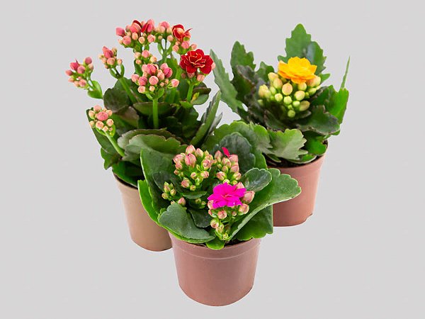 KALANCHOE DOBRADO MINI P06