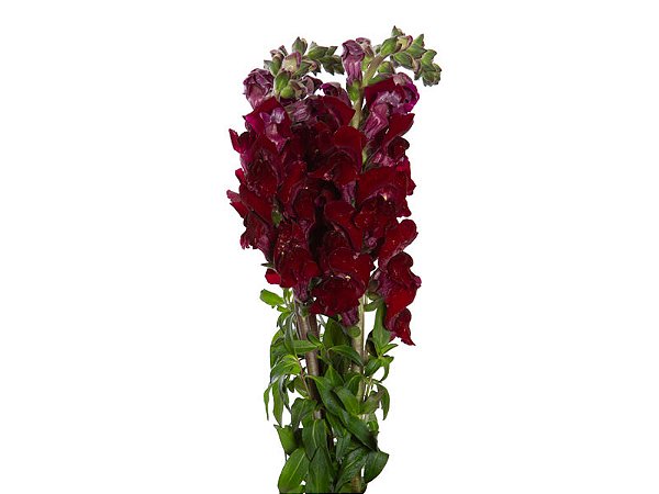 BOCA DE LEAO UBIRA WINE 080 CM