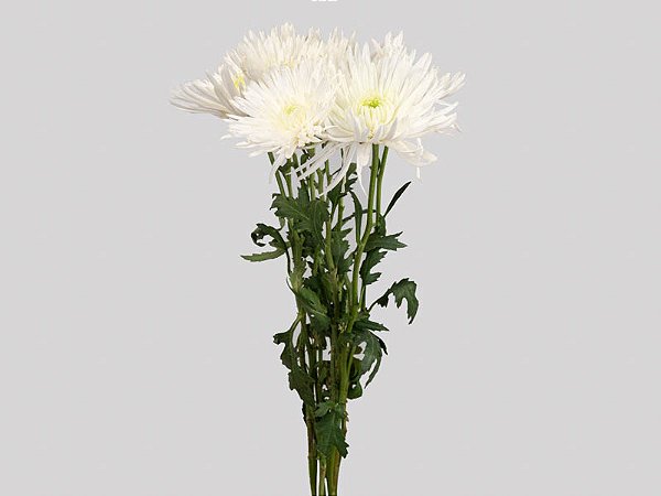 ANASTASIA MAGNUM 080 CM BRANCO