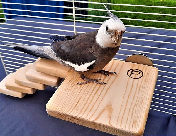 Poleiro Plana Adaptada 15 × 15 cm – Pets Exóticos