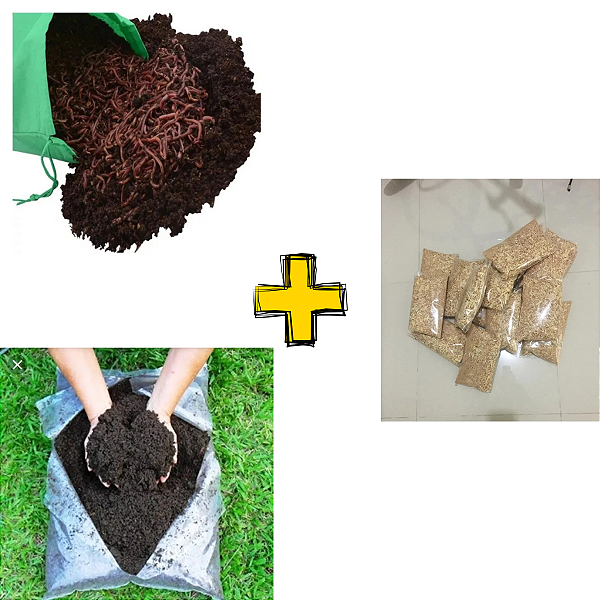 100 Minhocas Californianas Vermelha + Pacote Serragem 500 G + 1KG Humus