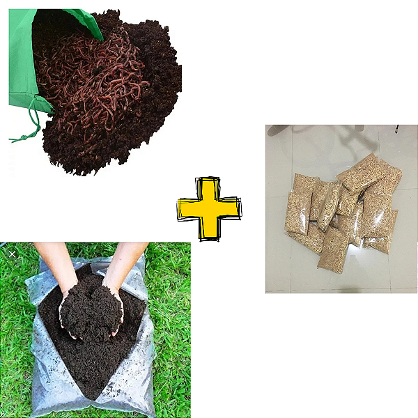 50 Minhocas Californianas Vermelha + Pacote Serragem 500 G + 1KG Humus