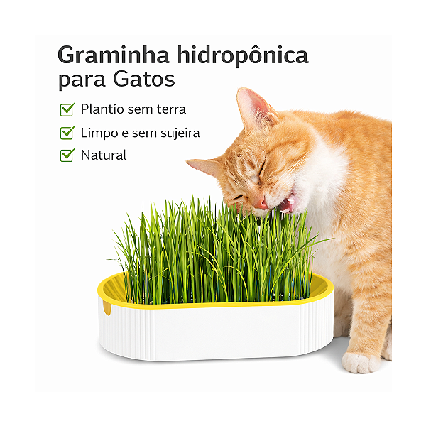 Graminha Hidropônica Gatos