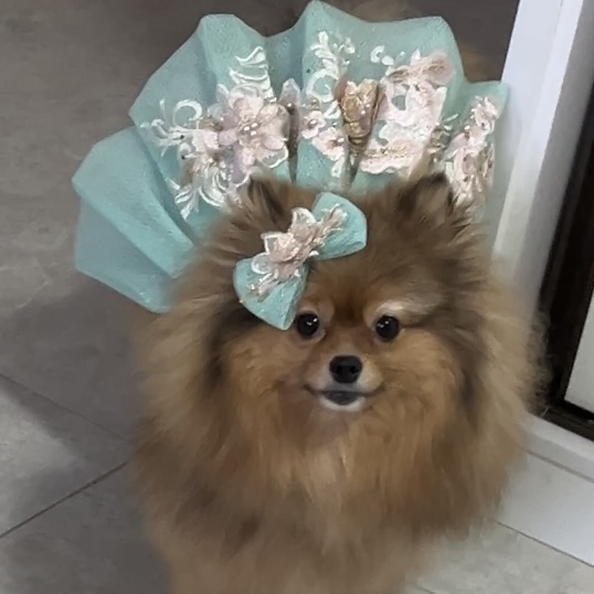 Vestido de Tule com Bordado Verde Água para Pets