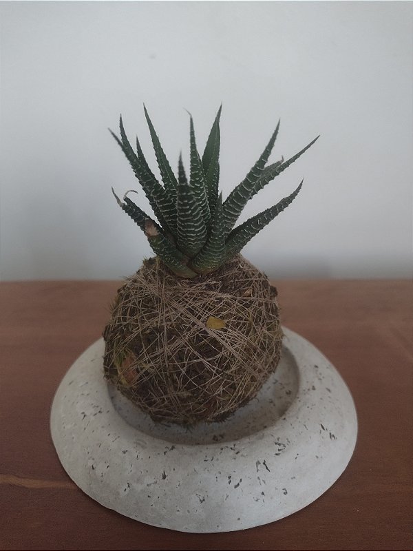 KOKEDAMA COM BASE E MUDA DE PLANTA