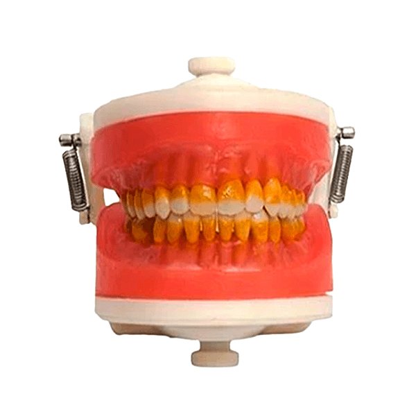 Manequim de Cirurgia com Dentes de Periodontia PD110 - PRONEW