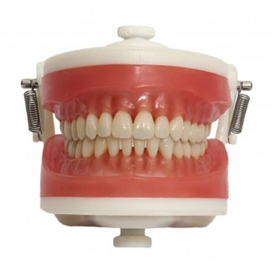 PD 100 MANEQUIM PRONEW TOP - DENTISTICA