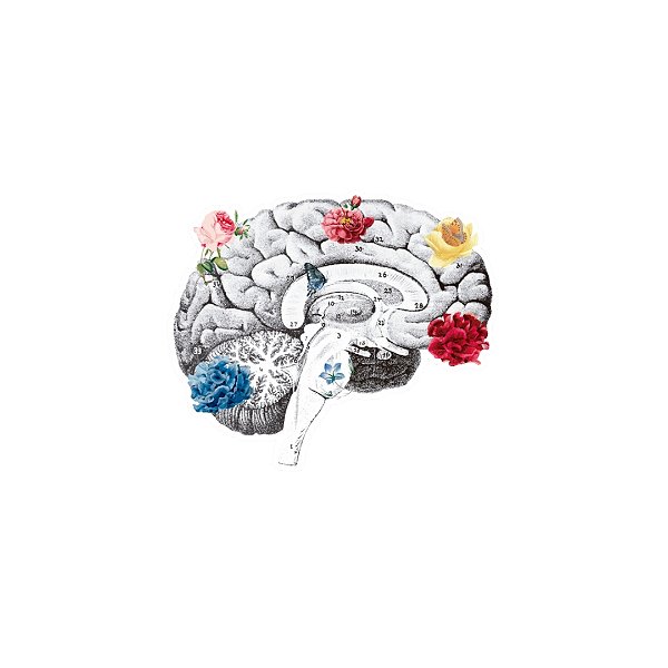 Sticker Brain Vera