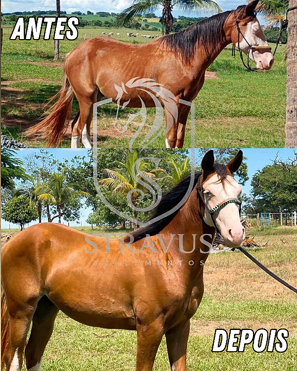 Suplemento Equino Alpha 4kg