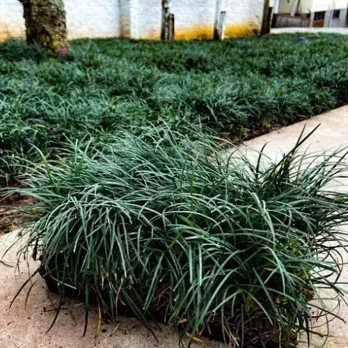 Grama Preta - Bandeja