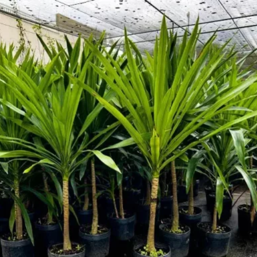 Dracena Arborea