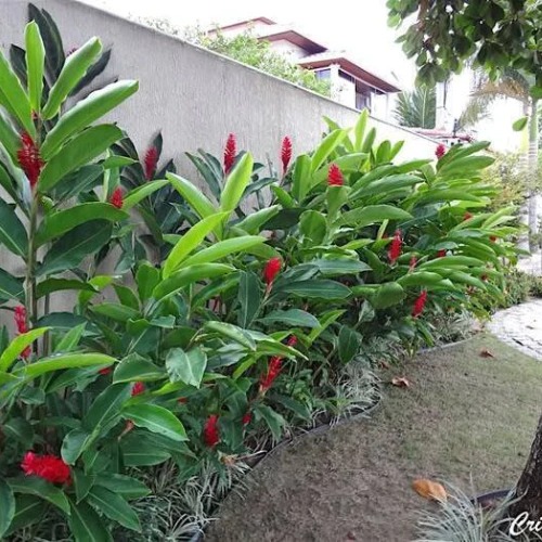 Planta Alpinea Vermelha
