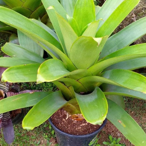 Planta Bromelia Imperial Verde