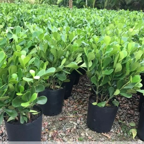 Planta Clúsia Verde