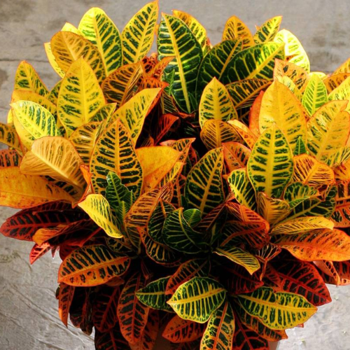 Planta Croton